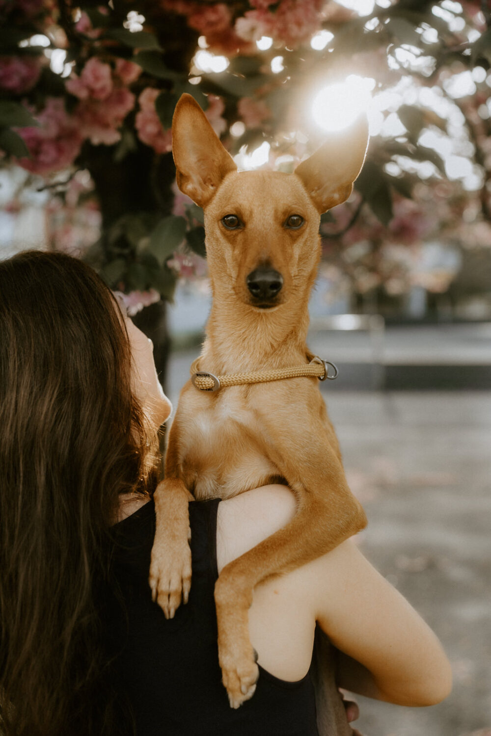 Hundefotograf in Unna – Bilder von deinem besten Freund