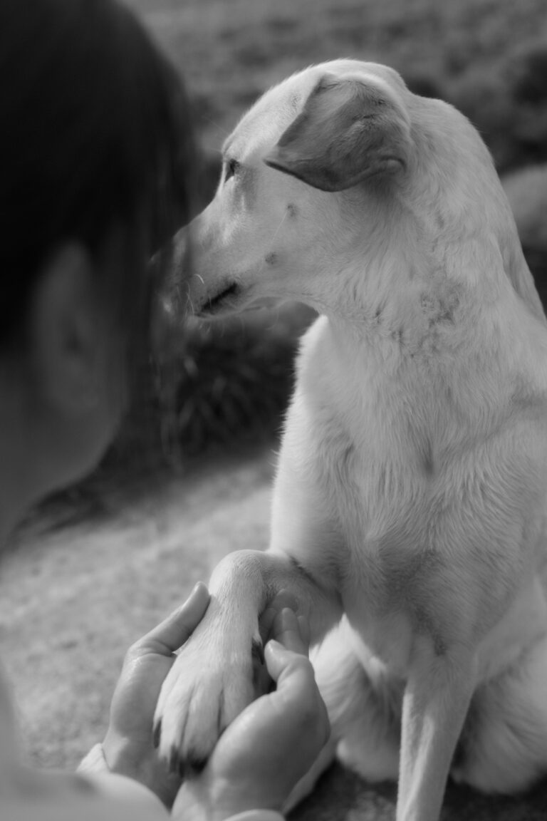 Hundefotograf in Unna – Bilder von deinem besten Freund